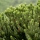 -آراوکاریا Araucaria-