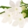 استفانوتیس Stephanotis