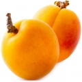 زرد آلو Apricot