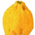 Citron سیترون