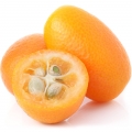  کامکوات Kumquat