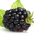 توت سیاه Blackberry