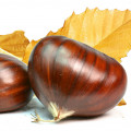 فندقHazelnut