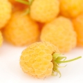 کلودبری Cloudberry