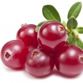 زغال اخته Cranberry