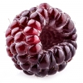 دوبری Dewberry