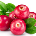 لینگونبری Lingonberry