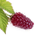 لوگانبری Loganberry