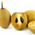 ساپودیلا Sapodilla