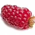 تایبری Tayberry