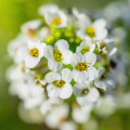 آلیسوم  Alyssum