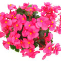 بگونیا Begonia