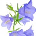 گل زنگولهBellflower