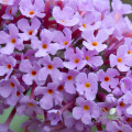 بودلیا Buddleia