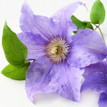 کلماتیس Clematis