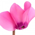 سیکلامن Cyclamen