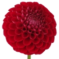 کوکب Dahlia