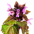 ددنتل Deadnettle