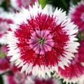 دیانتوس Dianthus