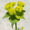 سرخوشی Euphorbia