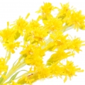 گلدنرود Goldenrod