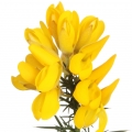 گورس Gorse