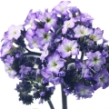 هلیوتروپ Heliotrope