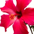 هیبیسکوس Hibiscus