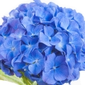 هورتنزیا Hortensia