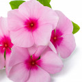 بی صبری ها Impatiens