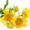 اینولا Inula