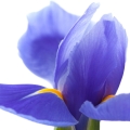 عنبیه Iris