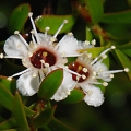 پنجه کانگورو Kangaroo Paw