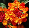 شاه پسند Lantana