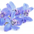 لارکسپور Larkspur