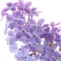 بنفشه Lilac