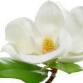 مگنولیاMagnolia