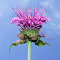 Monarda