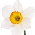 نرگس Narcissus