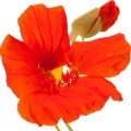 نسترنیوم Nasturtium