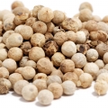 گشنیز coriander