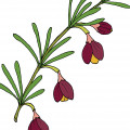 برونیا Boronia