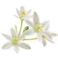 اورنیتوگالوم Ornithogalum