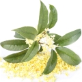 عثمانتوس Osmanthus