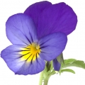 پانسی Pansy