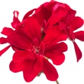 پلارگونیومPelargonium