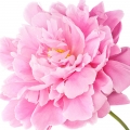 گل صدتومانی Peony