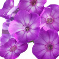 فلوکس Phlox