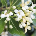 پیتوسپوروم Pittosporum