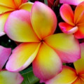 پلومریا Plumeria